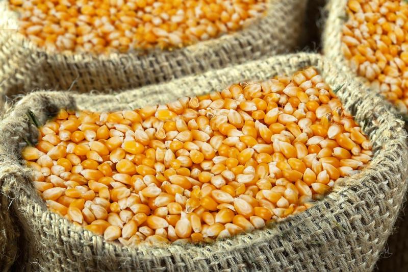 
          Agroindustrie: Les fabricants d’aliments pour animaux plaident pour une entrée du maïs jaune en franchise de droits
