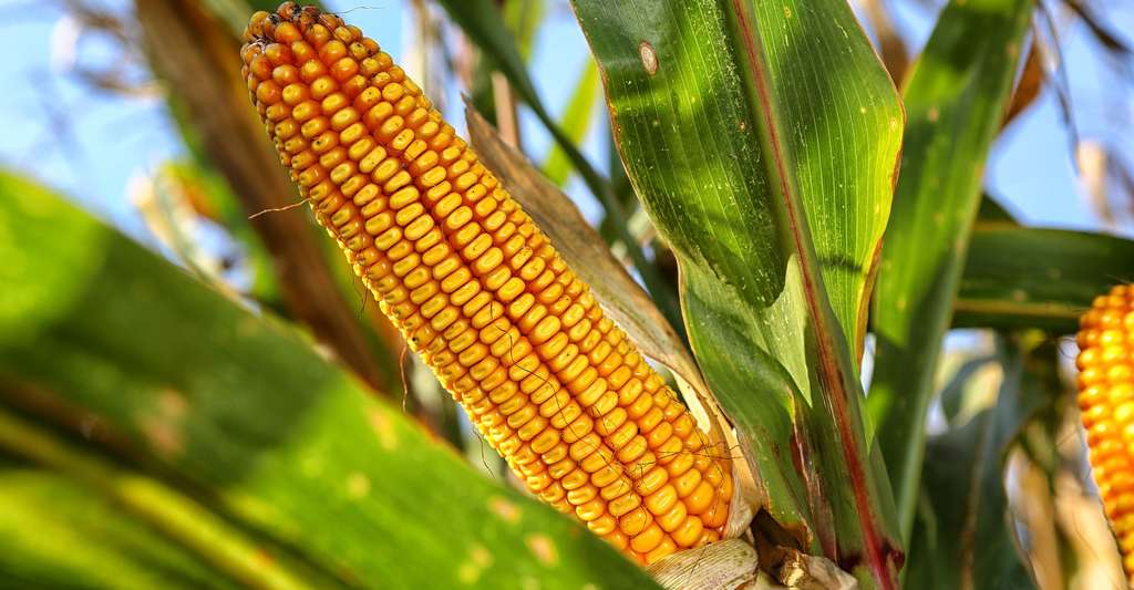 
           Le Zimbabwe veut importer du maïs depuis l’Ouganda 