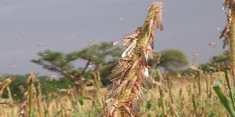 
          Ravageurs: Il faudra 138 millions $ pour lutter contre les criquets pèlerins en Afrique de l’Est.