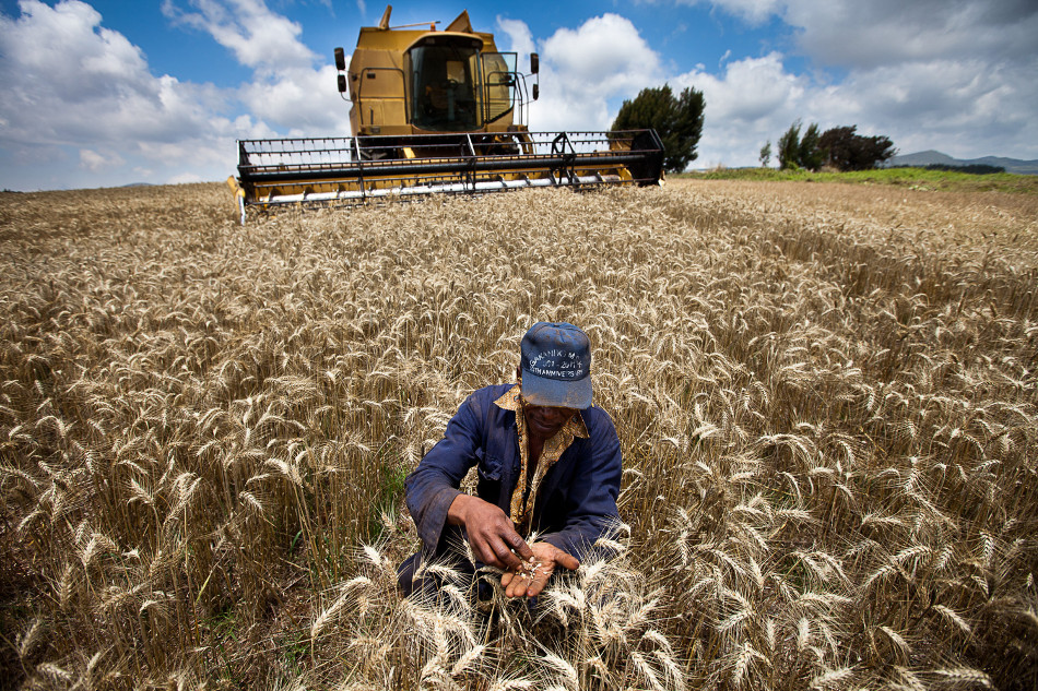 
          Le Kenya autorise les importations de blé américain indépendamment de leurs États ou ports de provenance