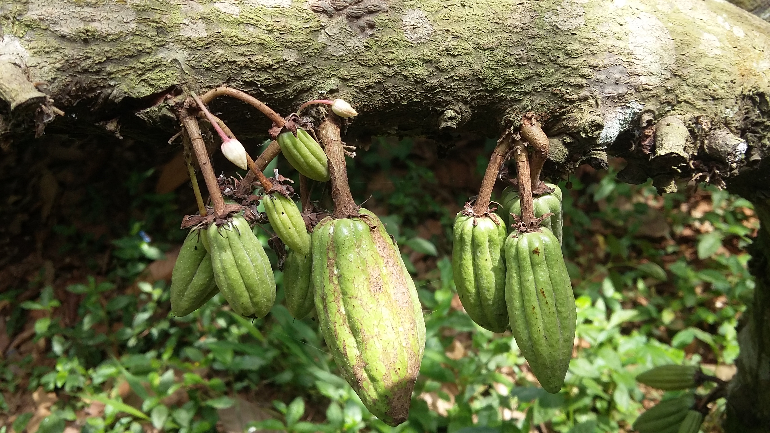 
          La Chronique des Matières Premières Agricoles: Le cacao au 27 février 2020