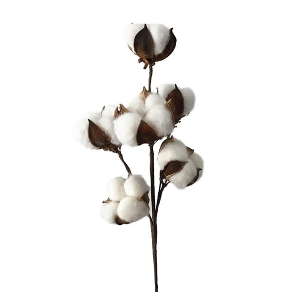 
          La Chronique des Matières Premières Agricoles: Le coton au 27 février 2020