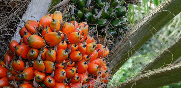 
          La Chronique des Matières Premières Agricoles: L’huile de palme au 27 février 2020