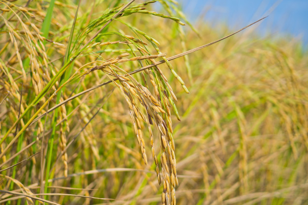 
          La Chronique des Matières Premières Agricoles: Le riz au 27 février 2020