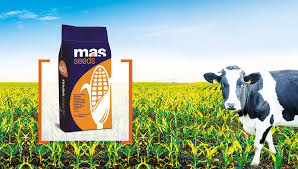 
          Intrants agricoles: MAS Seeds ouvre une nouvelle filiale à proximité de la capitale ivoirienne