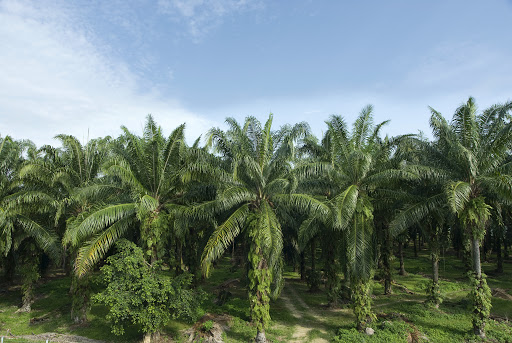 
          Technologie: La technologie blockchain peut-elle contribuer à changer l’image de l’huile de palme ?