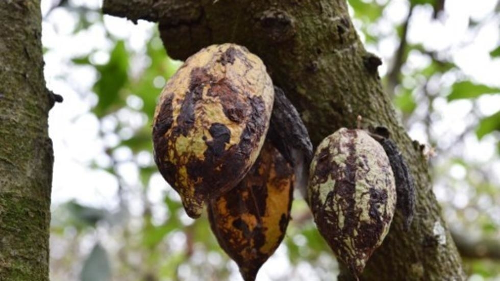 
          Maladie du cacao au Ghana: Pour contrôler le Swollen shoot, le Cocobod s’associe avec MEDA 