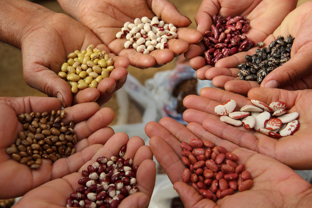 
          Intrants agricoles: Revaloriser les savoirs endogènes dans le développement des semences à haut rendement en Afrique  (avis de Danièle Clavel du CIRAD)