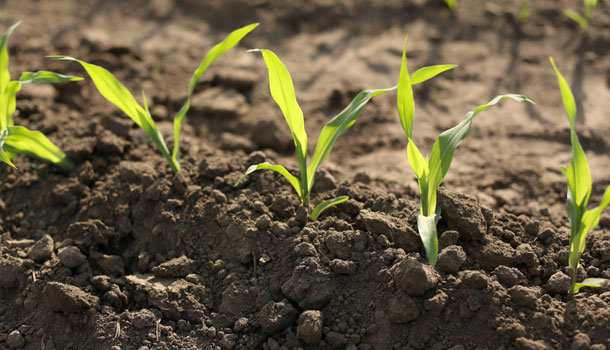 
          À quoi doivent véritablement servir les semences industrielle fournies par les firmes semencières  en Afrique? (avis de Danièle Clavel du CIRAD)