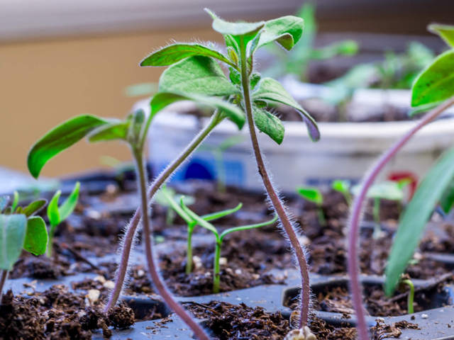 
          Olam International veut cultiver 18 variétés de semences de tomates au Nigéria 