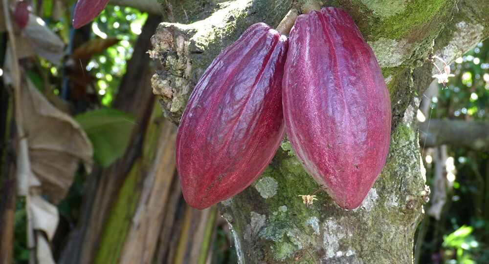 
           Projet de recherche sur la filière cacao: Annonce de partenariat entre le Cirad et l’université du Ghana