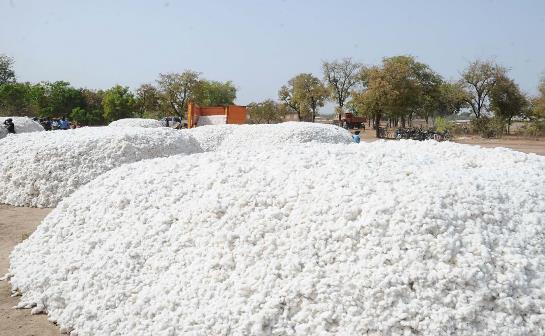 
          La Chronique des Matières Premières Agricoles: Le coton au 5 mars 2020