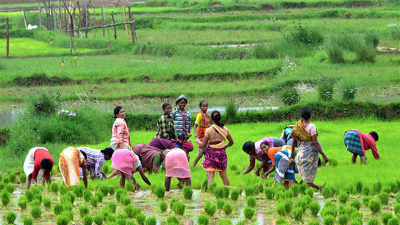 
          Femme et agriculture: Au Nigeria, les agricultrices demandent plus d’équité 