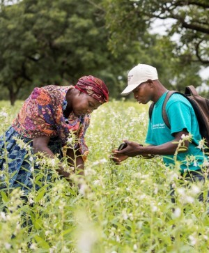 
          Projet SESAME: Accroître la capacité des acteurs de la chaîne de valeur du sésame au Burkina Faso 