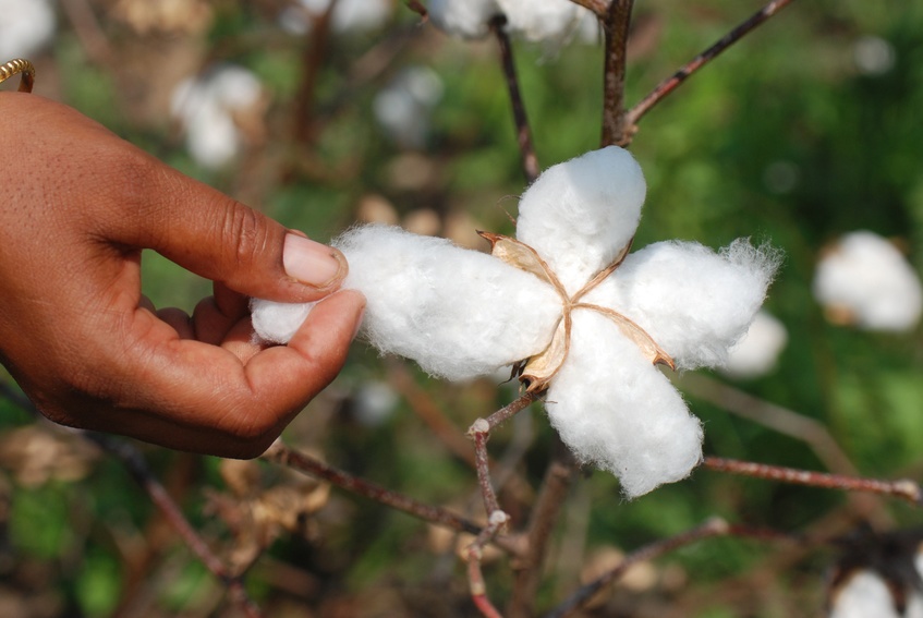 
          Le coton Bt au Kenya: La commercialisation du coton Bt a démarré