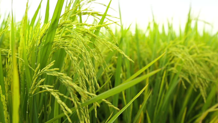 
          Le riz en Côte d’Ivoire: L’exécutif révise sa Stratégie nationale de développement de la riziculture