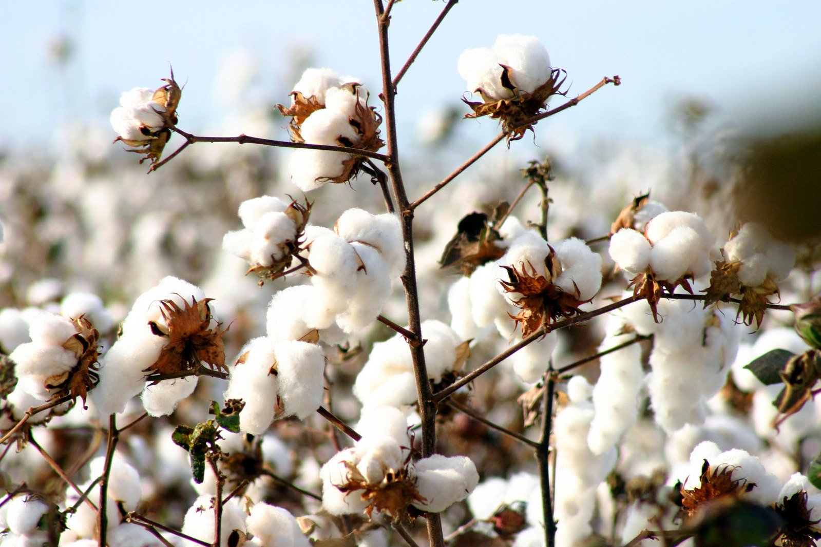 
          La Chronique des matières premières agricoles: Le coton au 12 mars 2020
