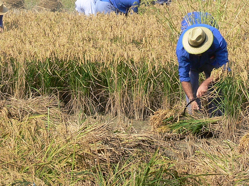 
          La Chronique des matières premières agricoles: Le riz au 12 mars 2020