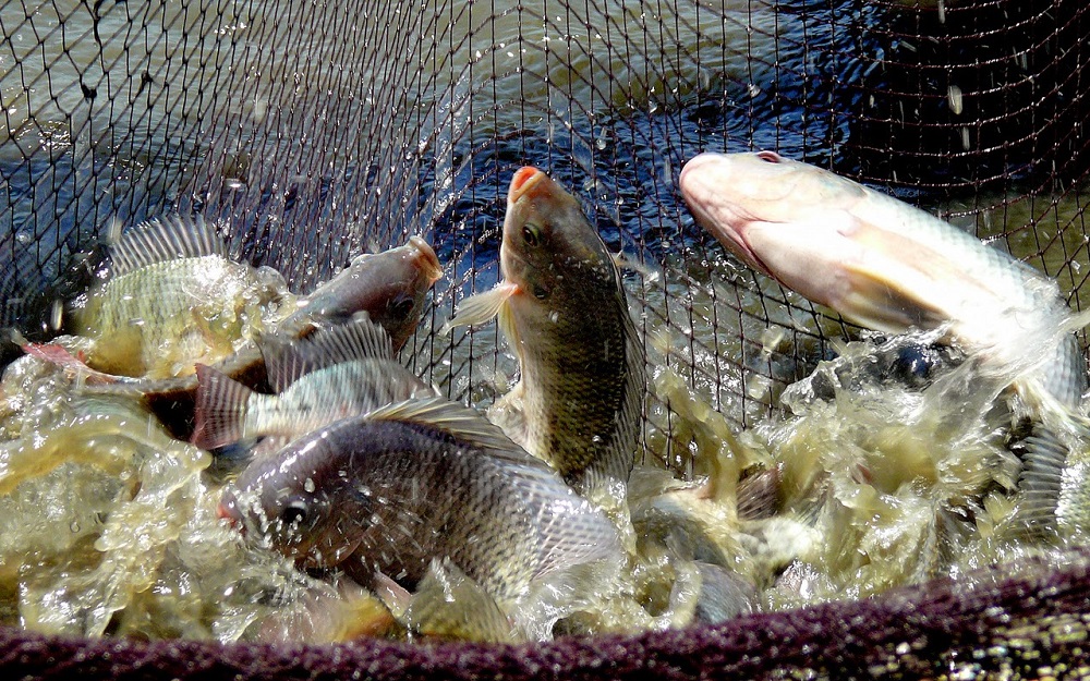 
          Aquaculture en Côte d’Ivoire:  La BAD relance le projet aquacole de Dompleu