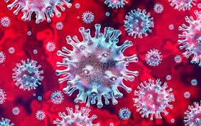 
          Elevage et Coronavirus: L'implication d'animaux comme réservoir du virus ou hôtes intermédiaires est-elle avérée ? 