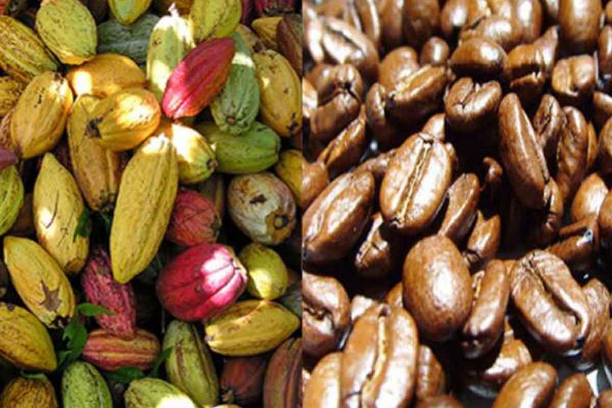 
          Phase pilote du projet de catégorisation des sociétés coopératives de café-cacao en Côte d’Ivoire 