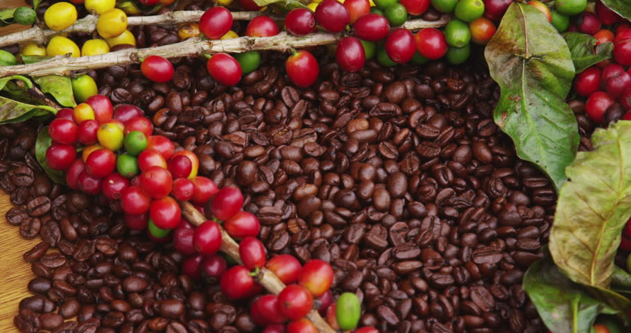 
          Financement de la filière café en Angola: L’UE octroie 12 millions d’euros