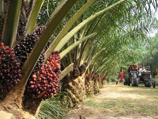 
          Palmier à huile: Le coronavirus perturbe la filière huile de palme 
