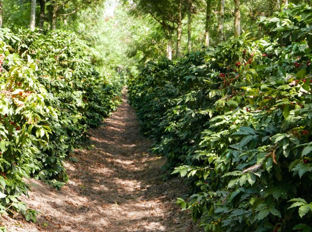 
          Programme de remplacement de 3,3 millions de caféiers âgés au Rwanda