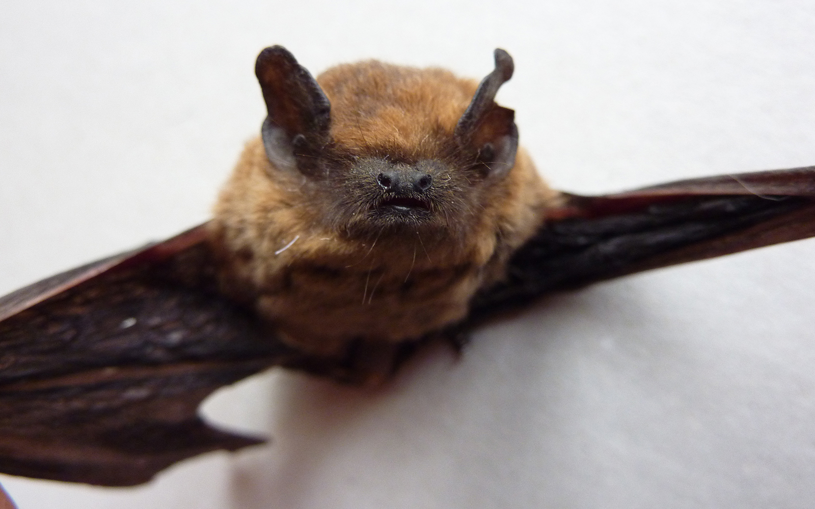 
          Ravageurs du coton: Quel rôle peuvent jouer les chauve-souris dans la lutte contre le ver rose du cotonnier