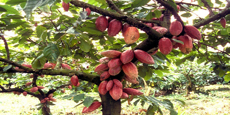 
          La Chronique des Matières Premières Agricoles: Le cacao au 19 mars 2020