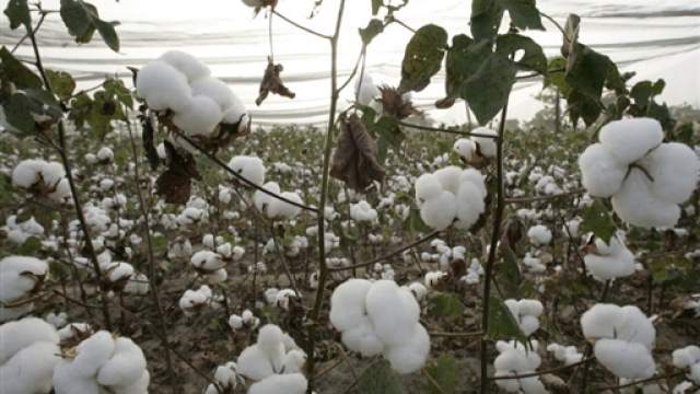 
          La Chronique des Matières Premières Agricoles: Le coton au 19 mars 2020