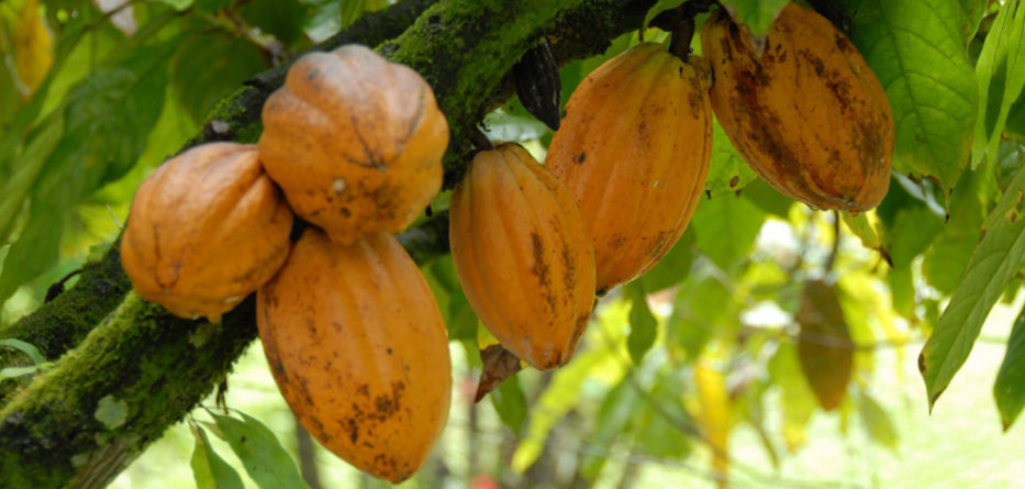 
          La chaîne de valeur du cacao au Ghana est prête à adopter la technologie de la blockchain? 