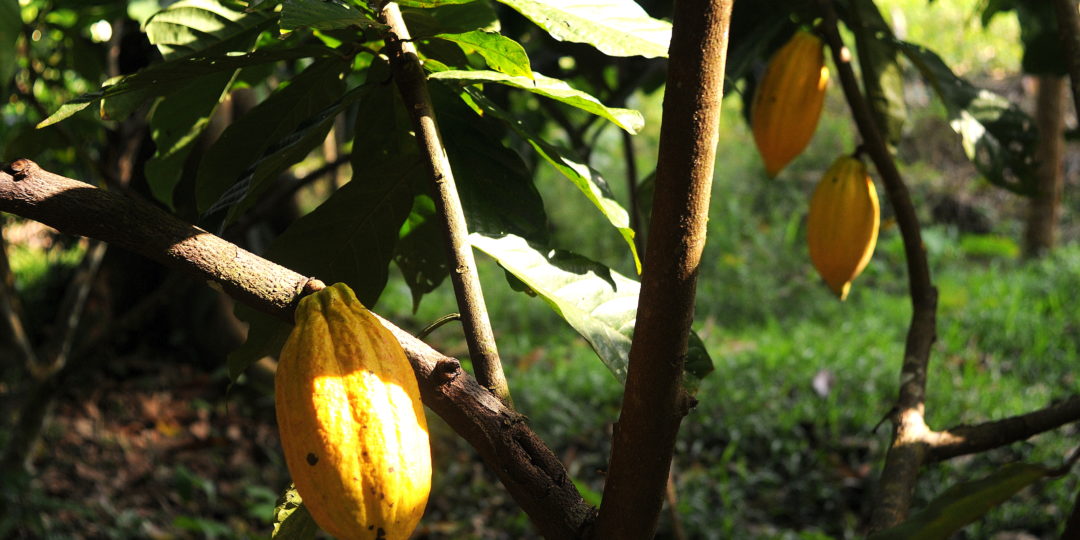 
           Au Cameroun, une nouvelle variété de semences double le rendement du cacao 