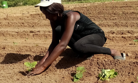 
          Jeunesse et agriculture en Afrique: Préparer la nouvelle génération d’agriculteur par l’initiative entrepreneurial 