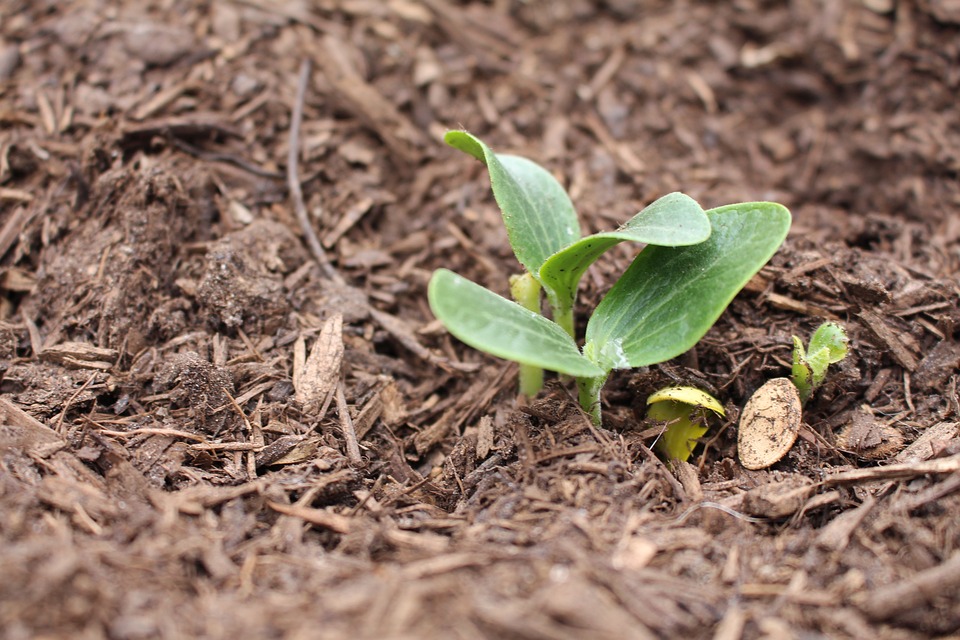 
          Sols et sécurité alimentaire en Afrique: La santé des sols, un facteur important dans l’amélioration de la productivité agricole 