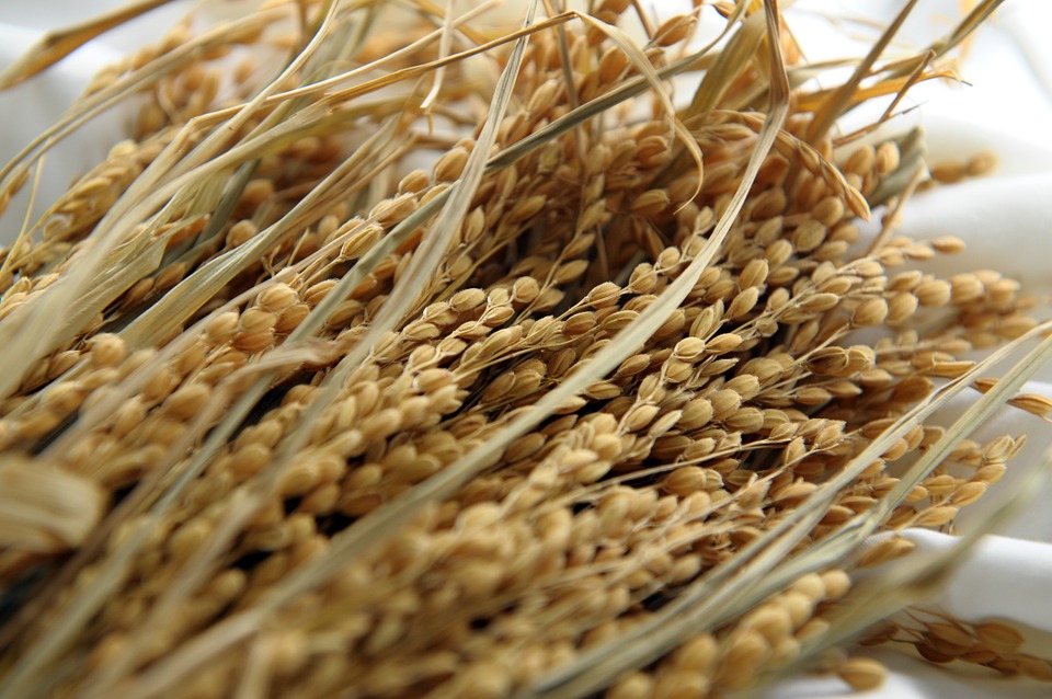 
          La Chronique des matières premières agricoles: Le riz au 26 mars 2020