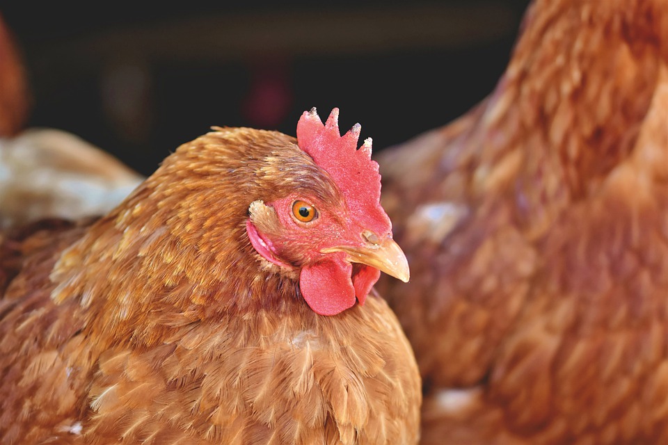 
           Au Nigeria, la production de poulets serait le jackpot des jeunes 
