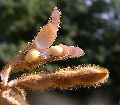 
          Une production mondiale record de céréales au cours de la saison 2020/21 