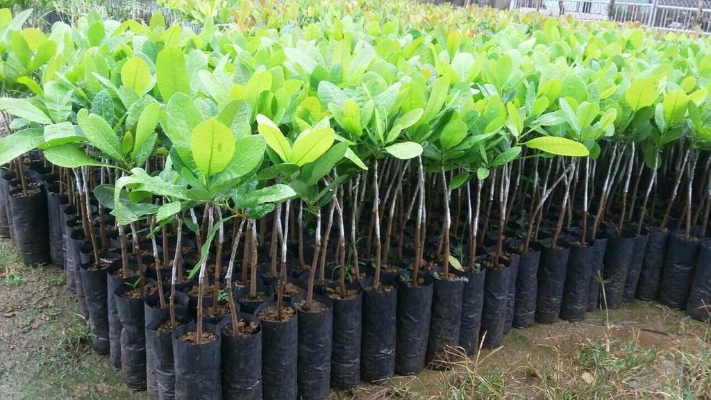 
          Filière noix de cajou: Subvention à hauteur de 87% des plants greffés d’anacardier à haut rendement en Côte d’Ivoire