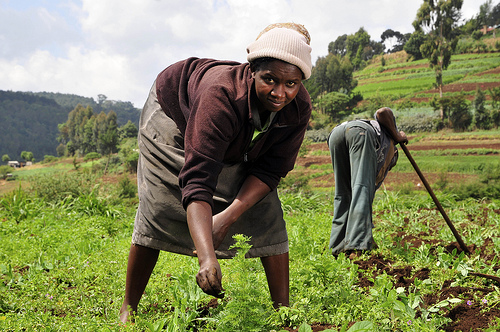 
          Projet agricole au Cameroun: La BC-PME crée un guichet dédié aux projets agricoles