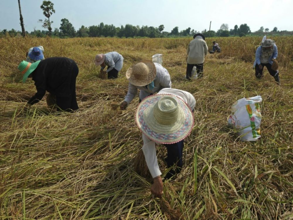 
          La Thaïlande veut anticiper une amélioration de ses expéditions de riz durant le second trimestre 2020