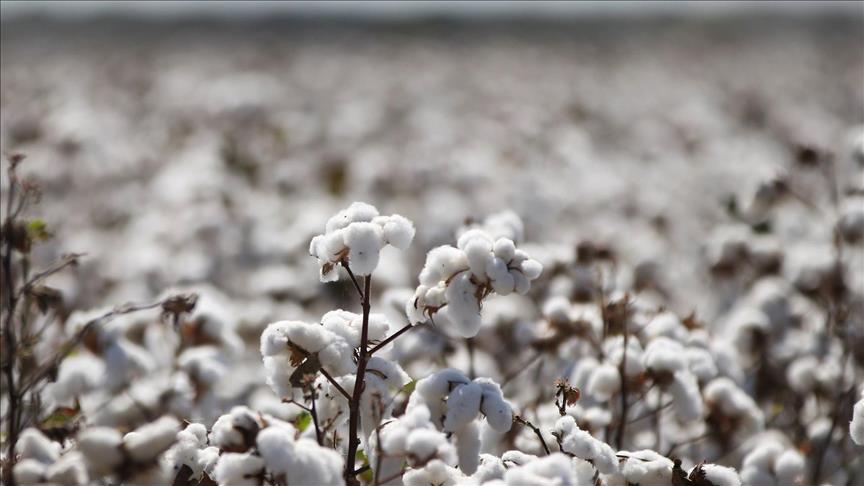 
          La Chronique des Matières Premières Agricoles: Le coton au 2 avril 2020