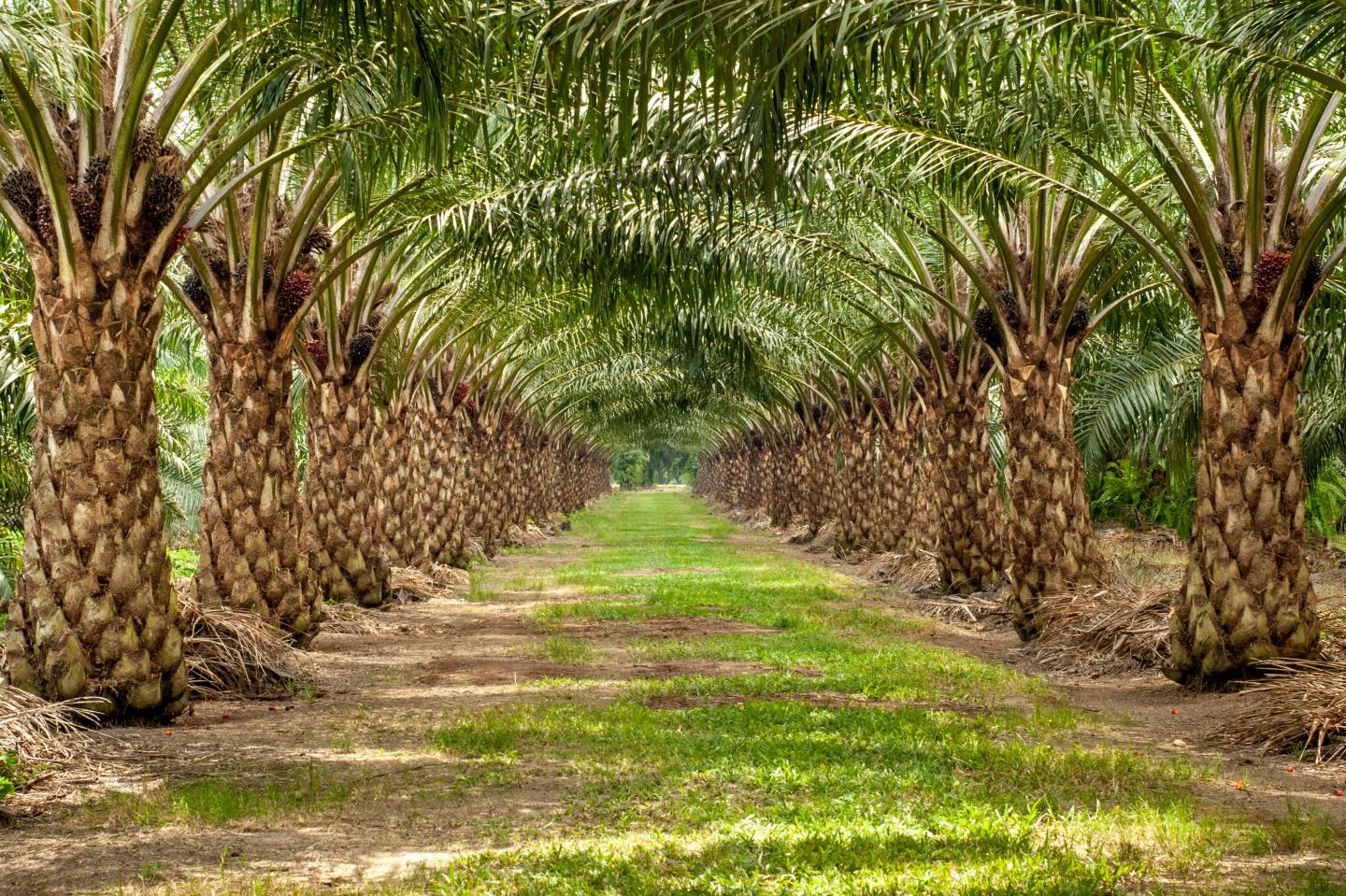 
          La Chronique des Matières Premières Agricoles: L’huile de palme au 2 avril 2020
