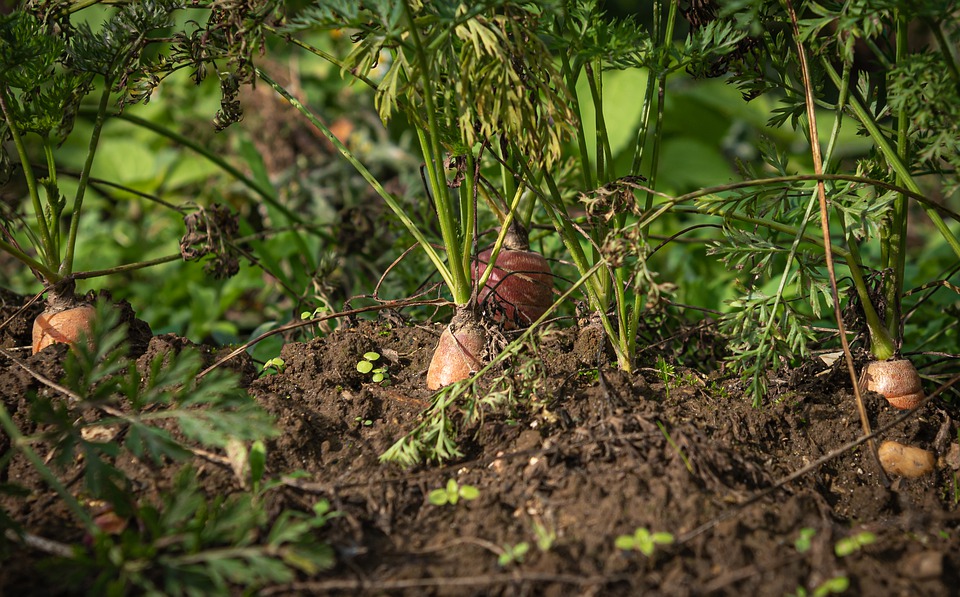 
          Le coronavirus en Afrique: Les mesures pour le secteur agricole