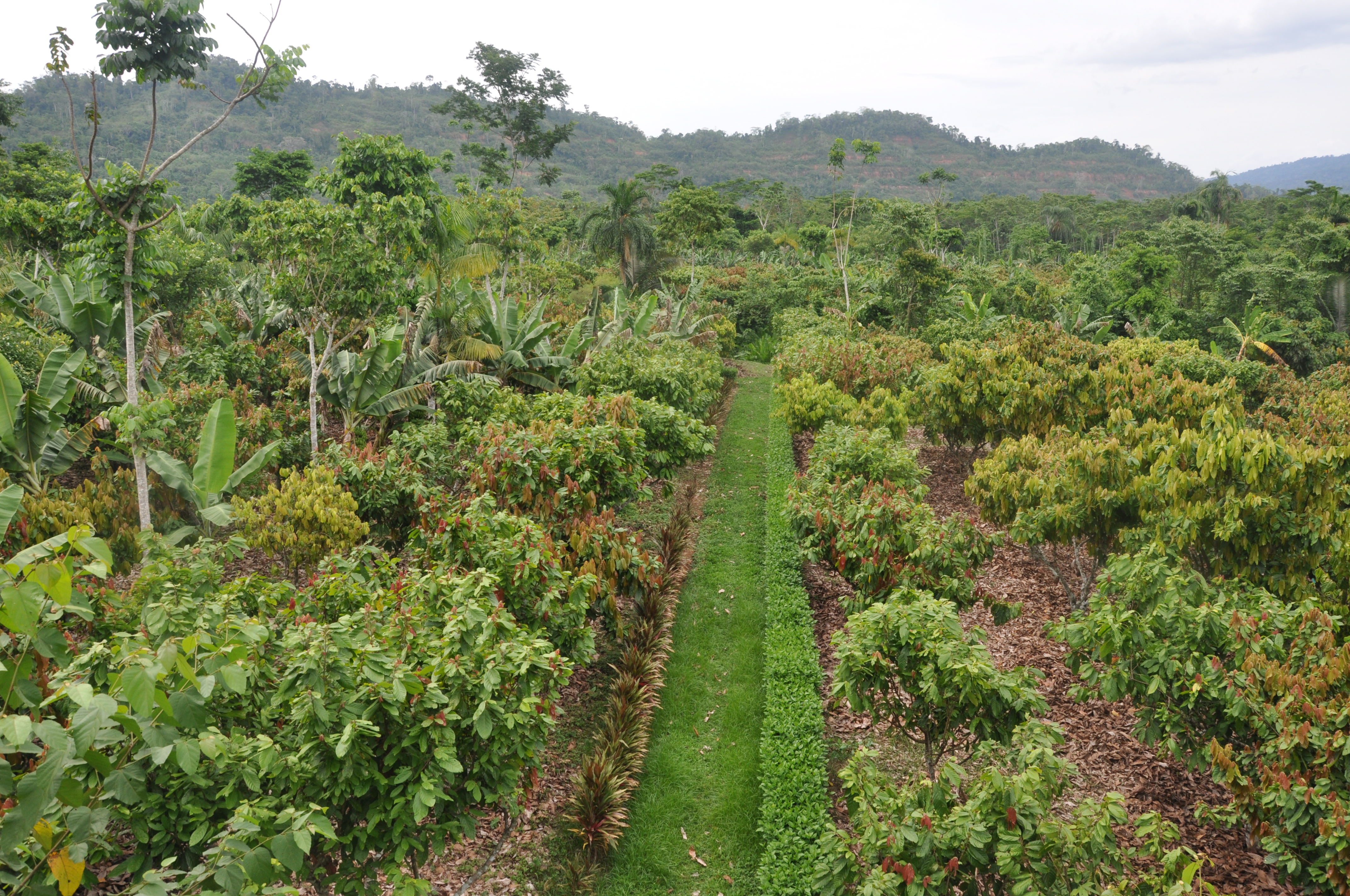 
          Favoriser les investissements dans le cacao, l’agroforesterie, les énergies renouvelables et l’efficacité énergétique en Côte d’Ivoire 