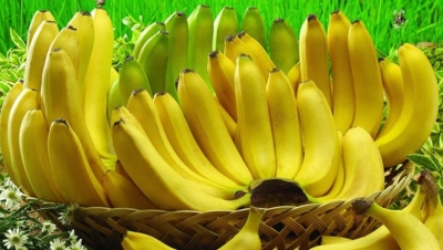 
          La filière bananes au Cameroun: Les exportations chutent en mars 2020