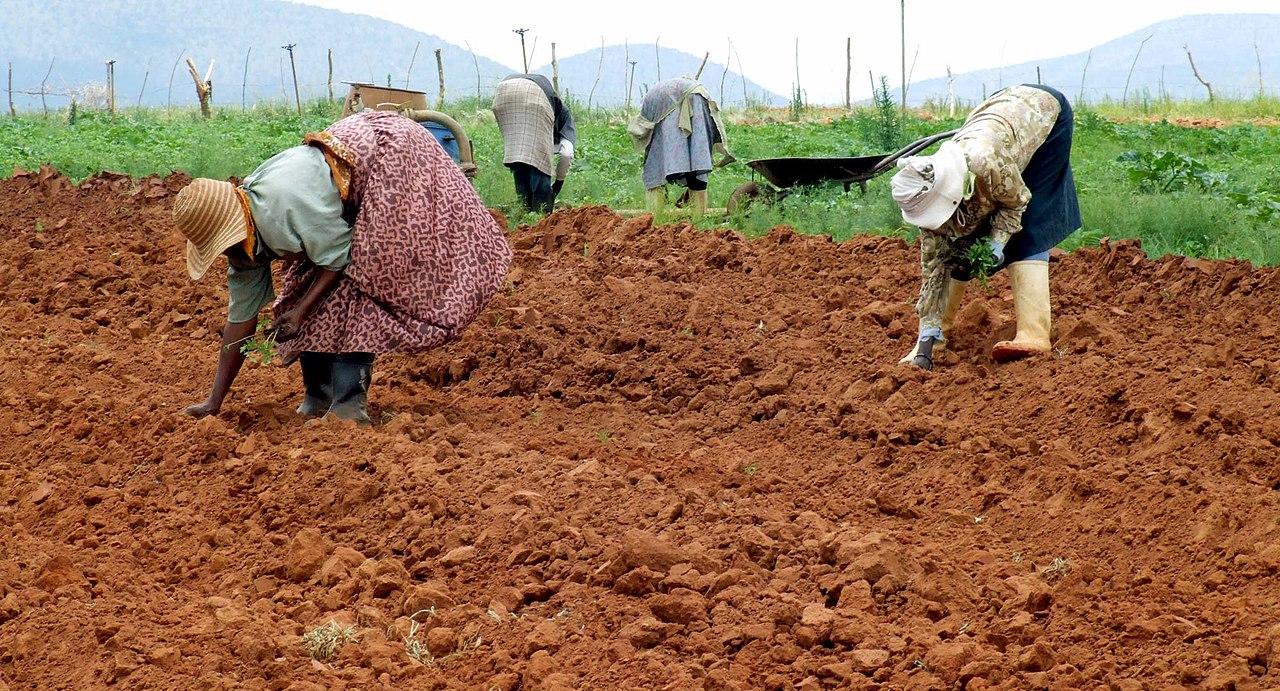 
          Agriculture en Afrique du sud: L’exécutif sud africain au chevet des petits agriculteurs affectés par le coronavirus