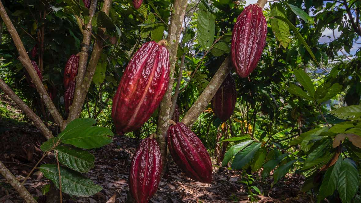 
          La chaîne d’approvisionnement cacao est-elle menacé par la crise sanitaire ?