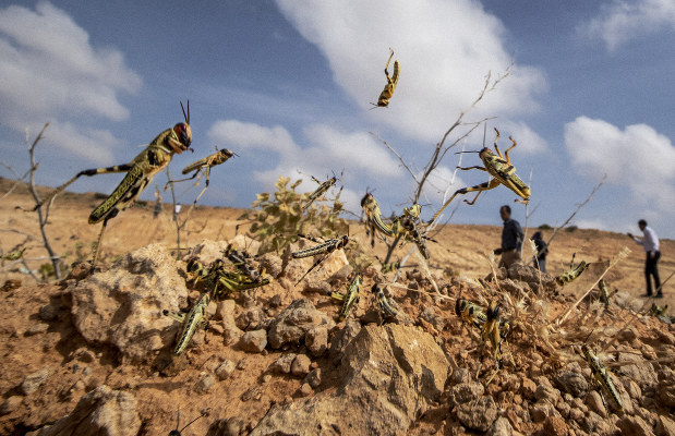 
          En plus du coronavirus,l’Afrique de l’Est fait face au ravage causé par l’invasion des criquets pèlerins 