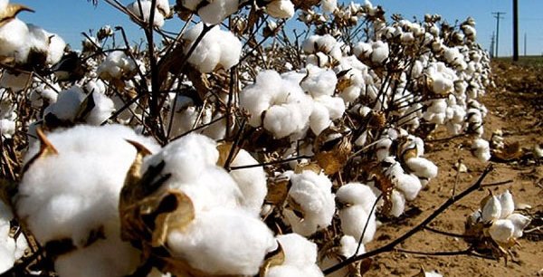 
          La Chronique des matières premières agricoles: Le coton au 9 avril 2020